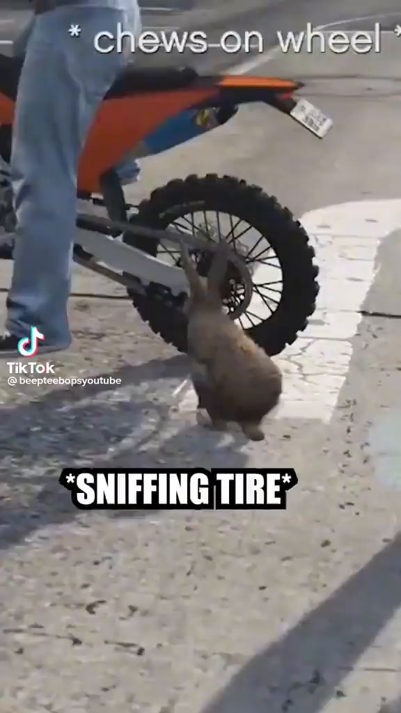 TIKTOK S beopeesapsyoutbe "SNIFFING TIRE iFunny