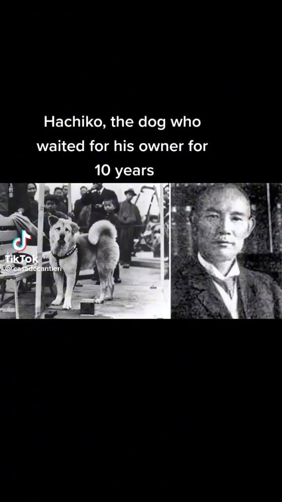 Hachiko, the dog who waited for his owner for 10 years - iFunny