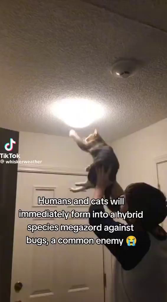 Tik TOK Humans and cats will immediately form into a hybrid species ...