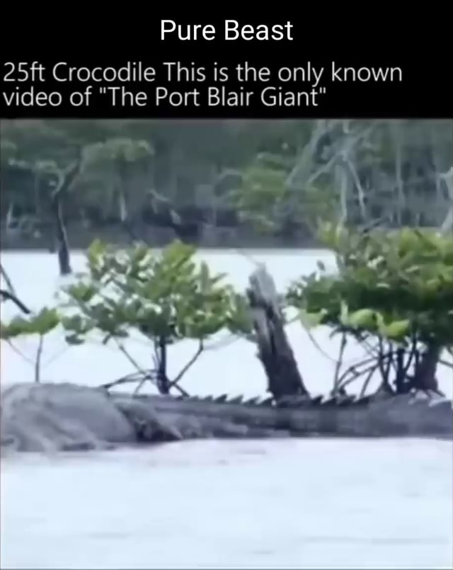 Pure Beast Crocodile This is the only known video of "The Port Blair Giant" iFunny