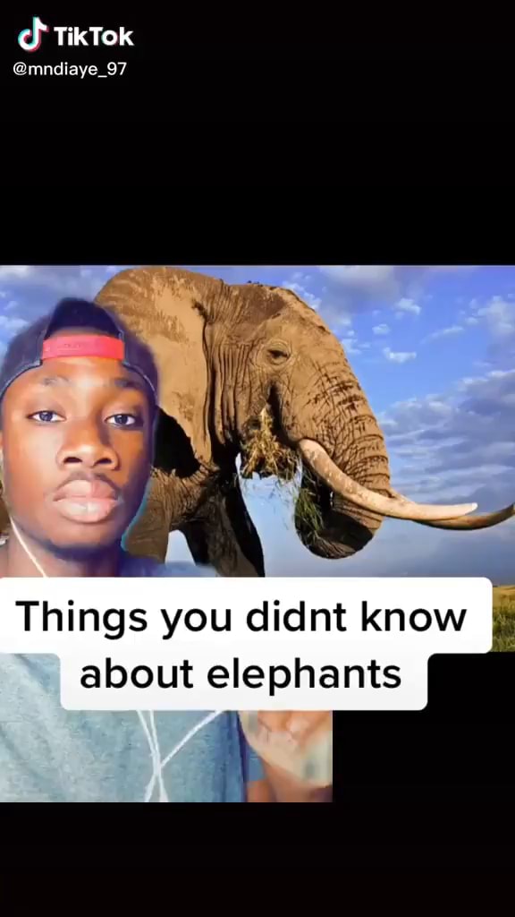 Elephant Facts! TikTok mndiaye_97 Things you didnt know I about
