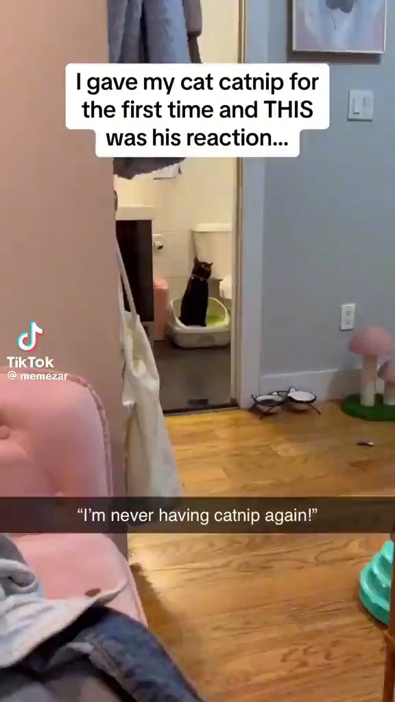 I gave my cat catnip for the first time and THIS I was his reaction