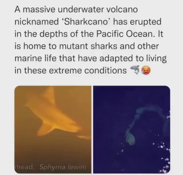 A massive underwater volcano nicknamed 'Sharkcano' has erupted in the ...