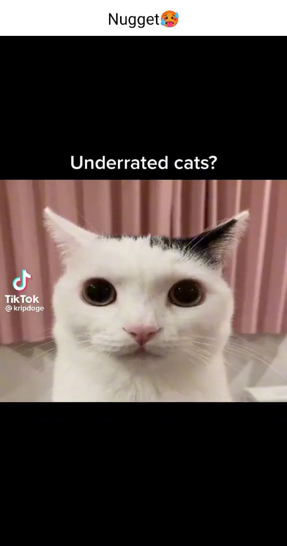 Nugget Underrated cats? TikTok - iFunny