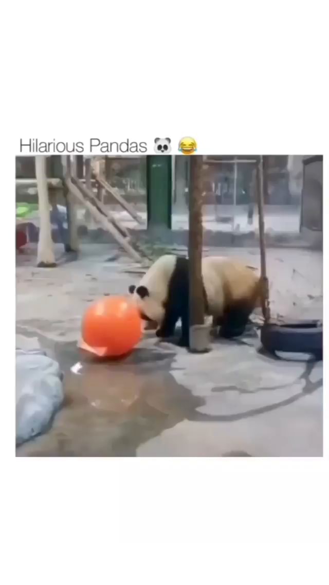Hilarious Pandas - iFunny