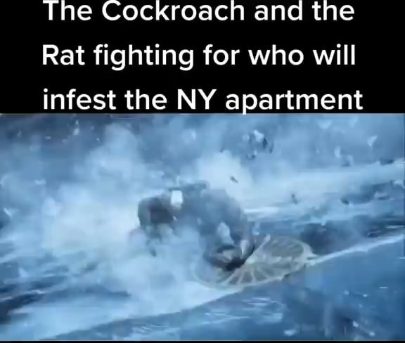 The Cockroach and the Rat fighting for who will infest the NY apartment ...