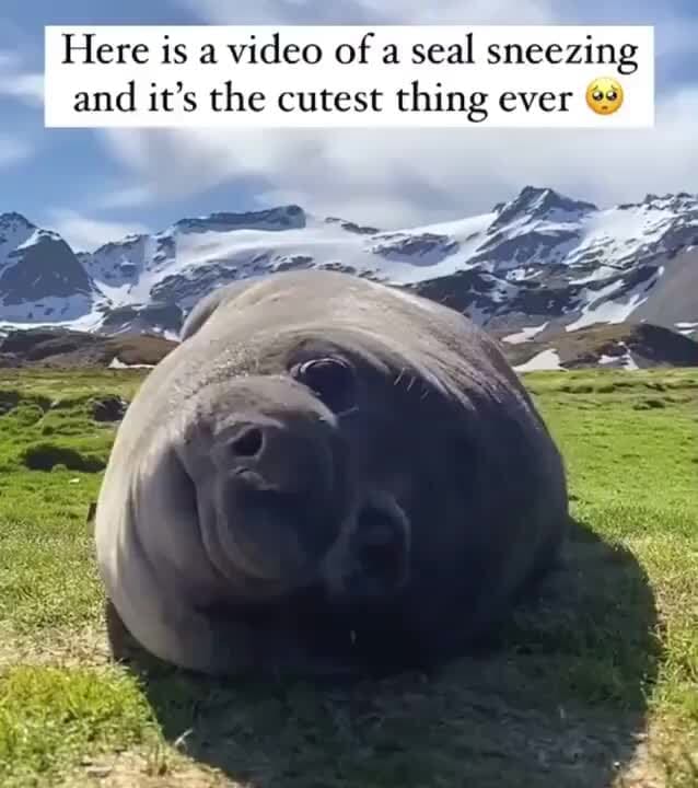Here is a video of a seal sneezing and it's the cutest thing ever iFunny