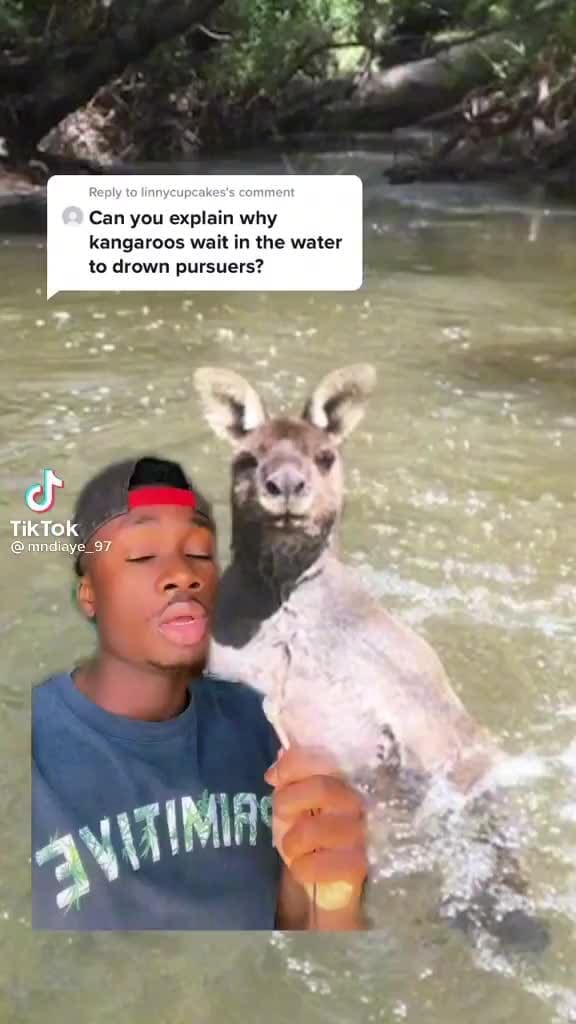 Can you explain why kangaroos wait in the water to drown pursuers