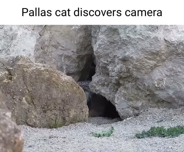 Pallas cat discovers camera )