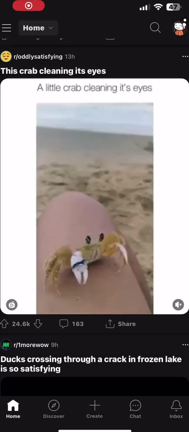 Home This crab cleaning its eyes cleaning it's eyes Share Ducks crossing through a crack in