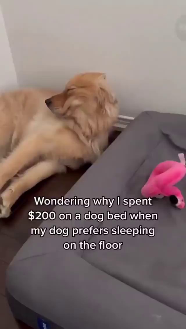 Wondering why I spent 200 on a dog bed when my dog prefers sleeping on