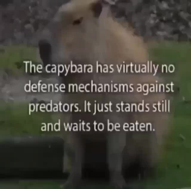 The capybara has virtually no defense mechanisms ms against predators