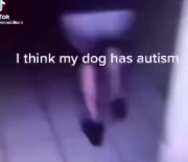 i-think-my-dog-has-autism-ifunny