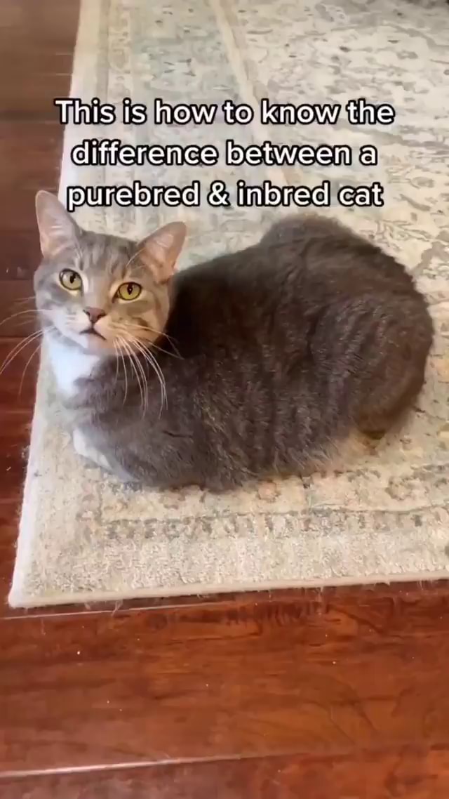 This is how te know the difference between a purebred & inbred cat iFunny