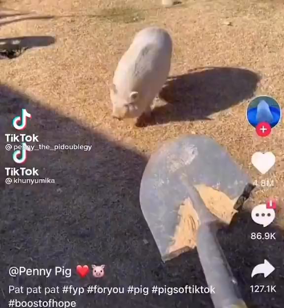 TikTok TikTok @khunyumika @Penny Pig 86.9K Pat pat pat #fyp #foryou # ...