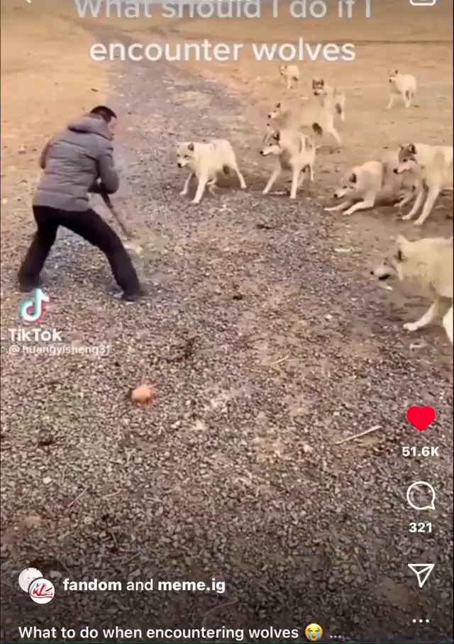 Fandom and meme. What to do when encountering wolves iFunny