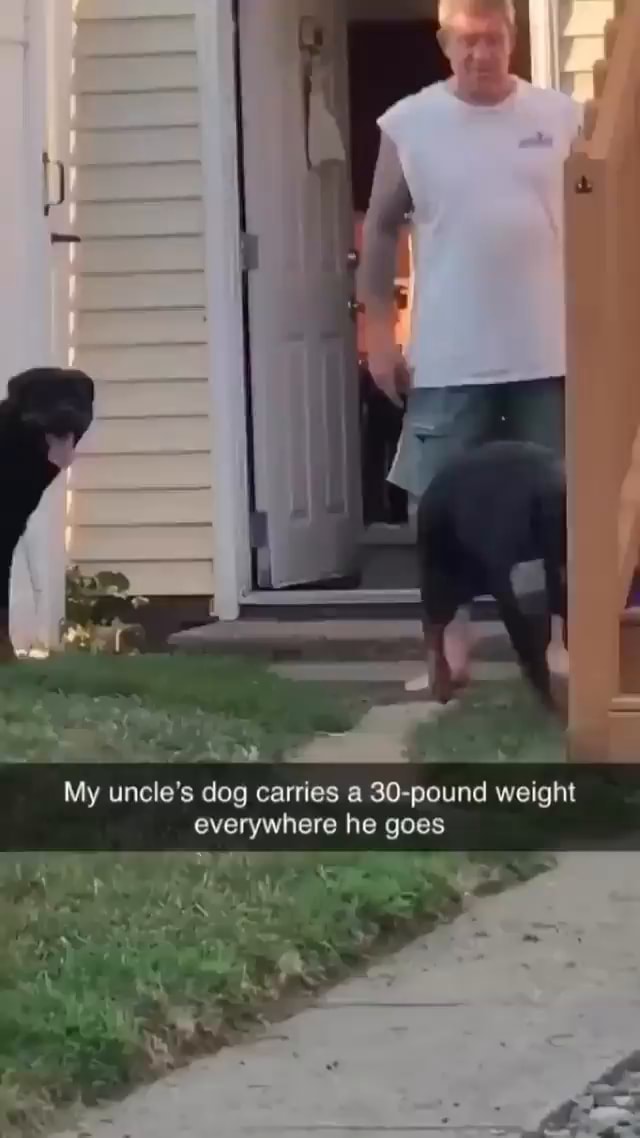  BB My uncle's dog carries a 30pound weight everywhere he goes iFunny