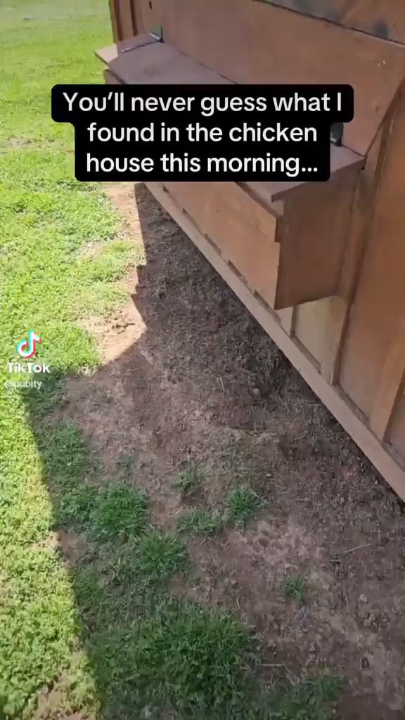 You'll never guess what I found in the chicken house this morning