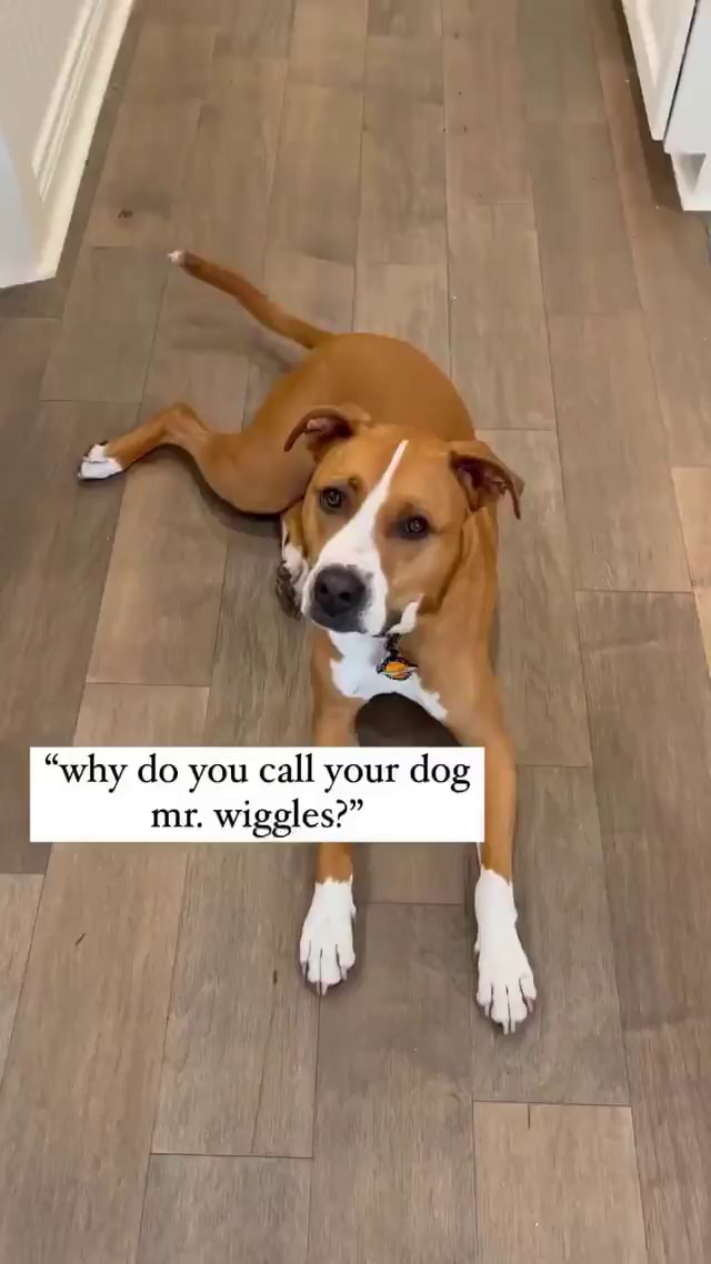 why-do-you-call-your-dog-mr-wiggles-ifunny