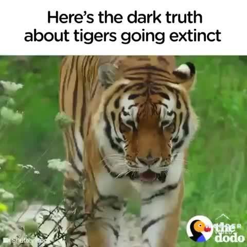 Here’s the dark truth about tigers going extinct - iFunny