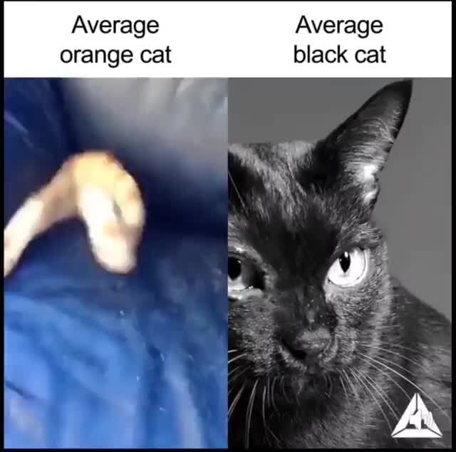 average-average-orange-cat-black-cat-ifunny