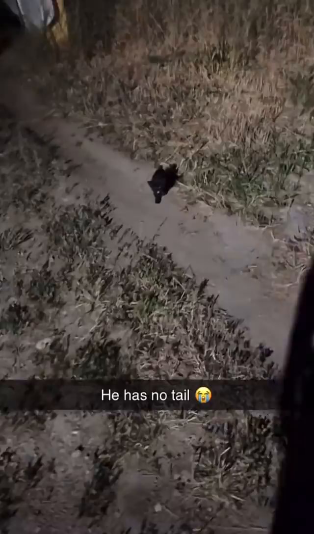 He has no lail - iFunny