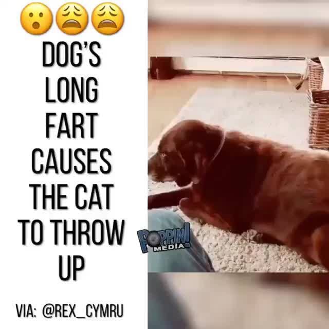 Dog Farts Cat Throws Up