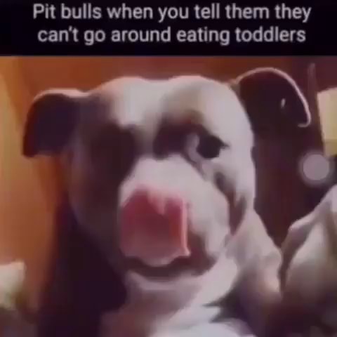 Pit bulls when you tell them they can't go around eating toddlers - iFunny