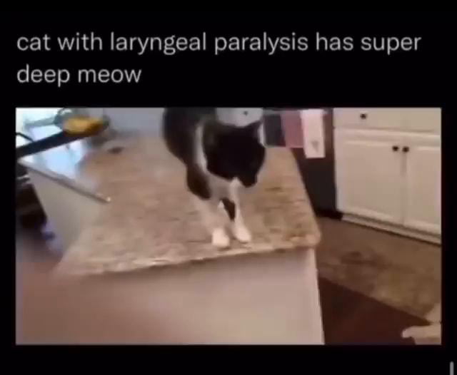 Cat with laryngeal paralysis has super deep meow iFunny