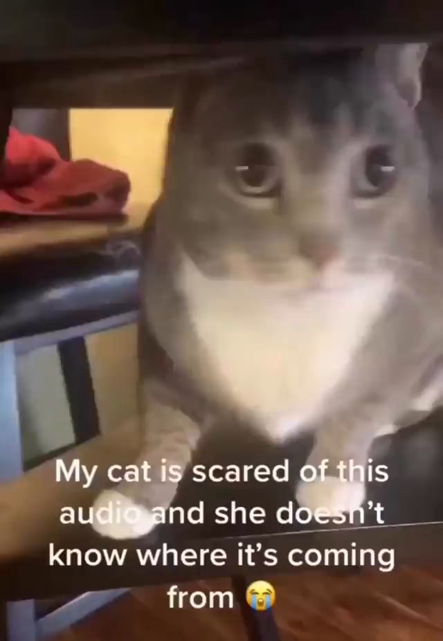 My cat is scared of this she know where it's coming from iFunny