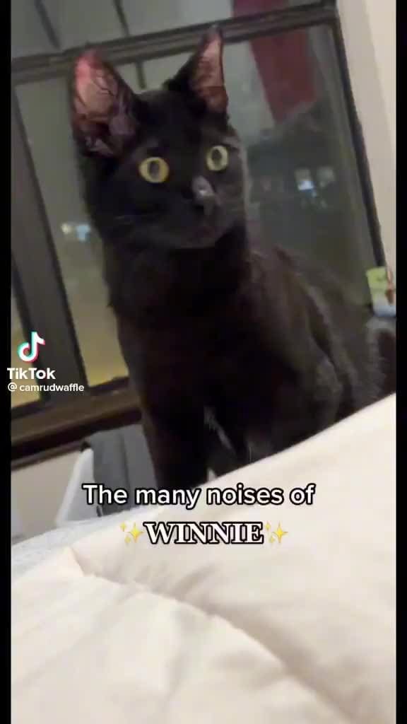 TikTok The many noises. of WINNIE iFunny