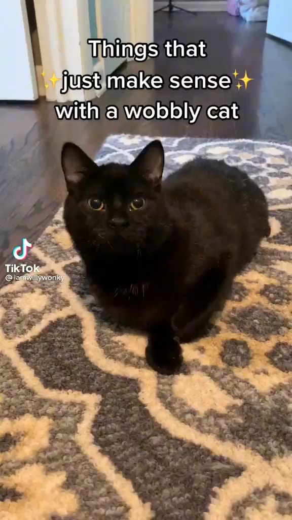 Things that just make sense with a wobbly cat TikTok Sramwiiywonky iFunny