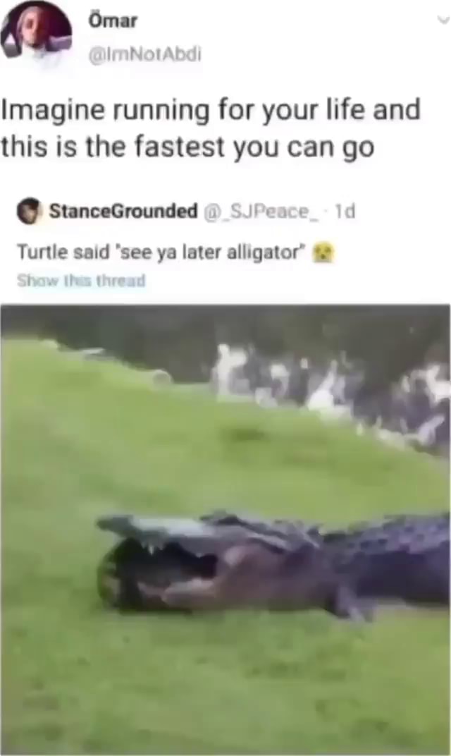 Imagine run. I want hug that Alligator. Cherokeedazz видео.