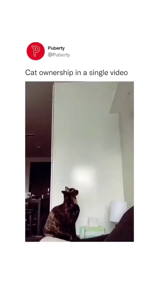 Puberty Cat ownership in a single video iFunny