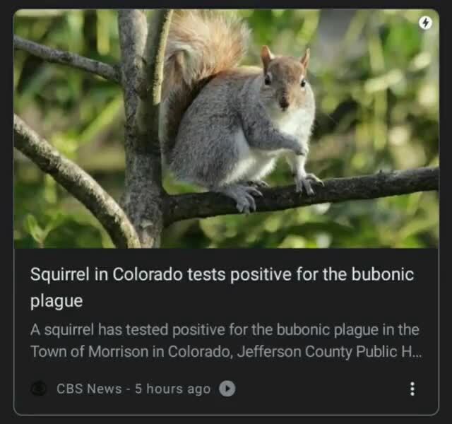 Squirrel in Colorado tests positive for the bubonic plague A squirrel ...