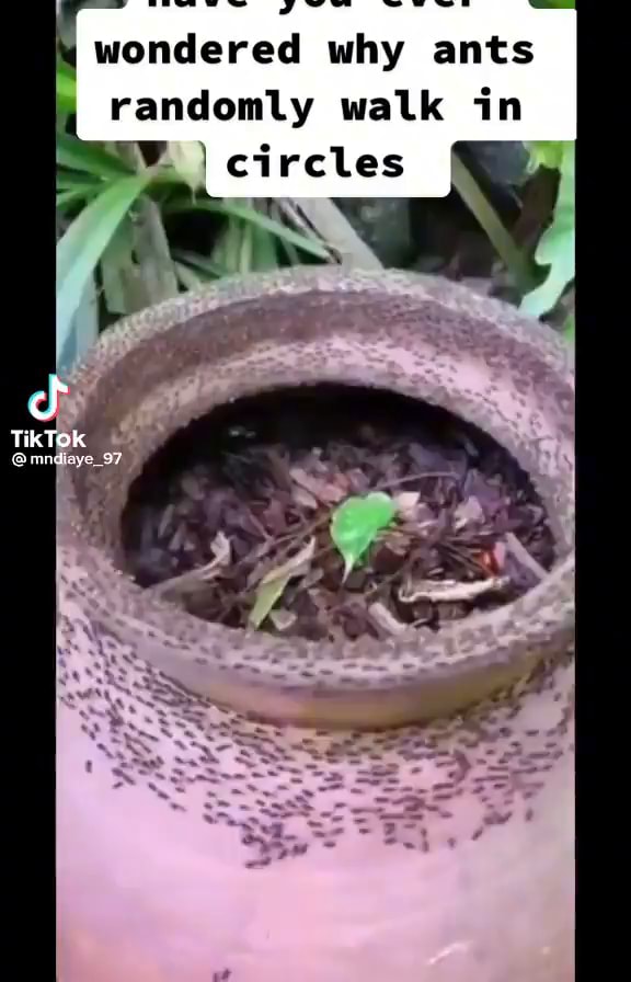 Wondered why ants randomly walk in circles TikTok iFunny