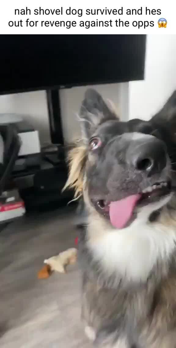 Nah shovel dog survived and hes out for revenge against the opps iFunny