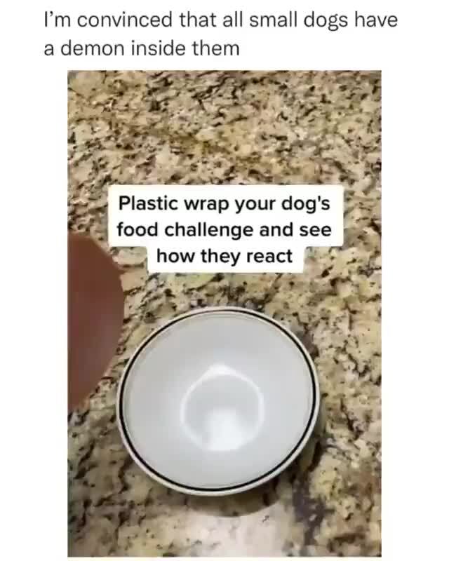 I'm convinced that all small dogs have a demon inside them Plastic wrap