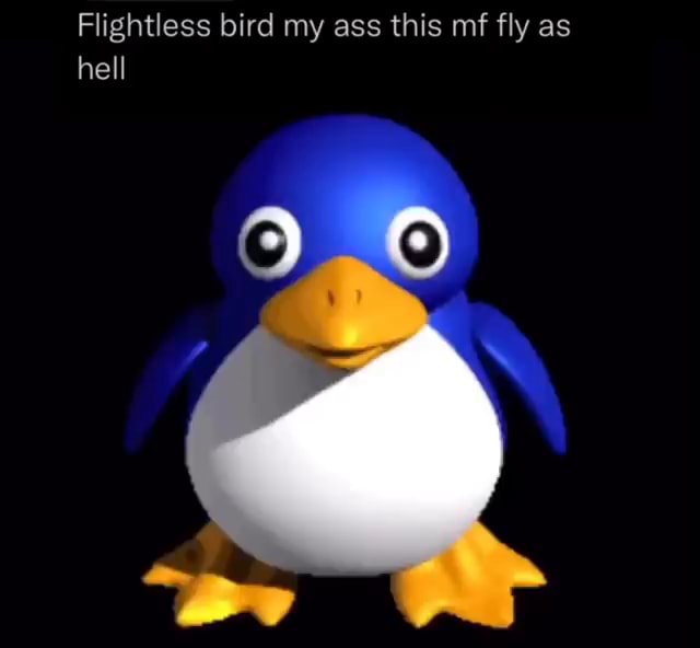 Flightless Bird My Ass This Mf Fly As Hell Ifunny