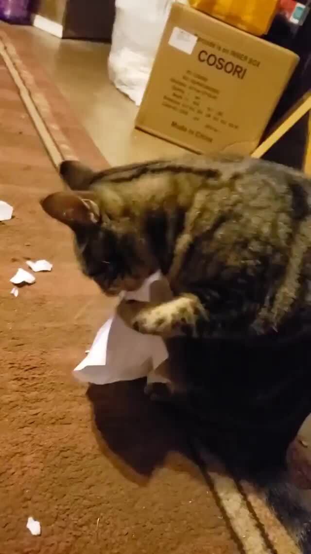 My stupid cat likes to shred paper. iFunny