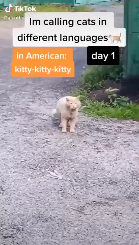 Im Calling Cats In Different Languages In American Day 1 Kitty kitty im-calling-cats-in-different-languages-in-american-day-1-kitty-kitty