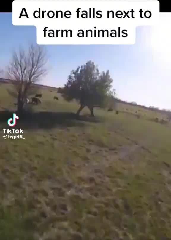 A drone falls next to farm animals TikTok @hyp4s_ - iFunny