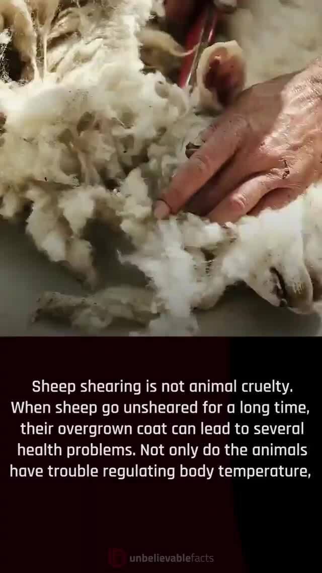 Sheep shearing is not animal cruelty. When sheep go unsheared for a