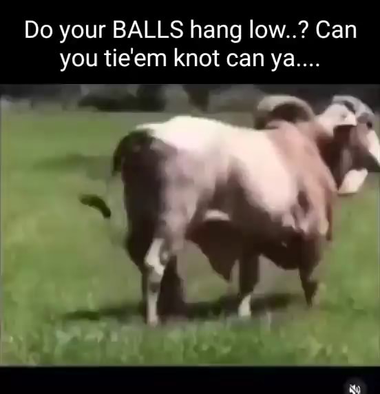 Do your balls hang low can you tie em knot can ya ifunny