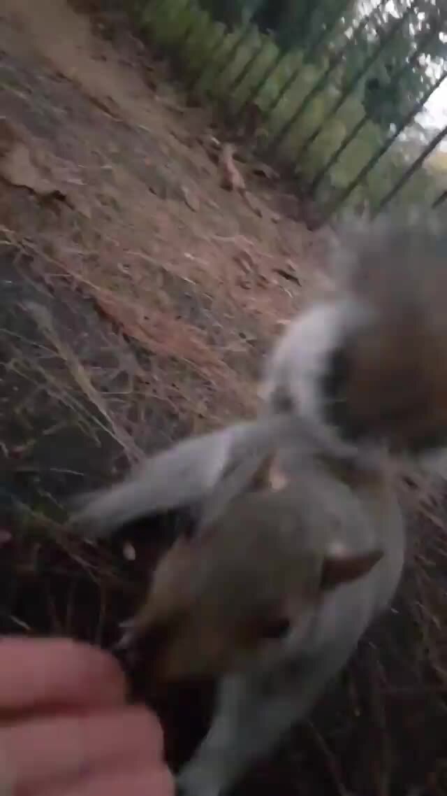 Squirrel stays and munches even as dog approaches - iFunny