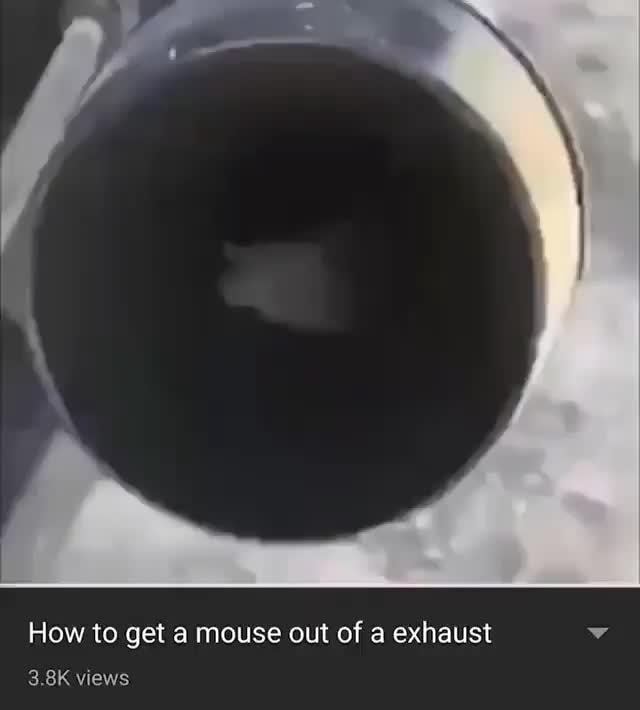 how-to-get-a-mouse-out-of-a-exhaust-v-ifunny