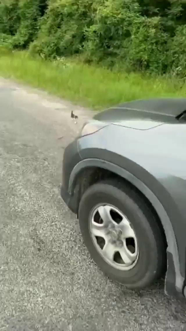 Guy Stops To Rescue A Stray Kitten Gets Ambushed Ifunny