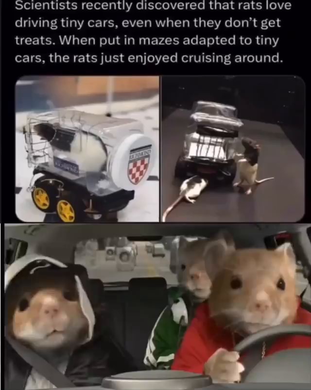 Rat Cars Science Scientists recently discovered that rats love driving tiny cars, even ...
