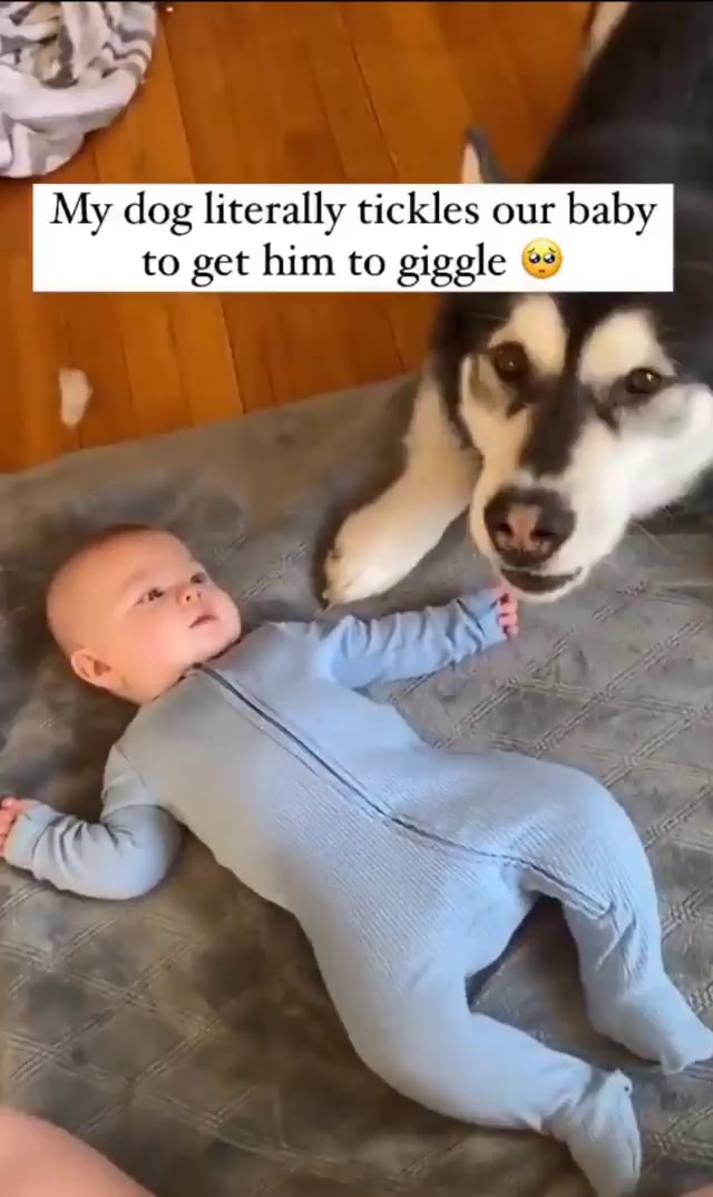 My dog literally tickles our baby to get him to giggle - America’s best ...