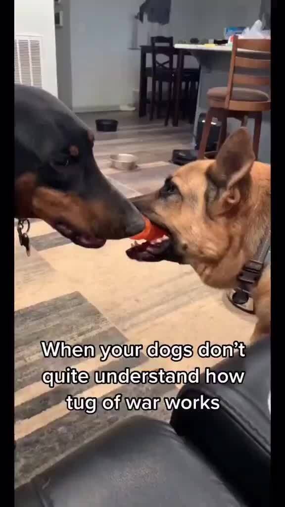 when-your-dogs-don-t-quite-understand-how-tug-of-war-works-ifunny